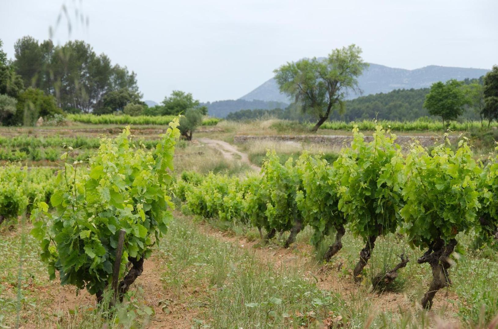 La Maison De Campagne Carces Ngoại thất bức ảnh